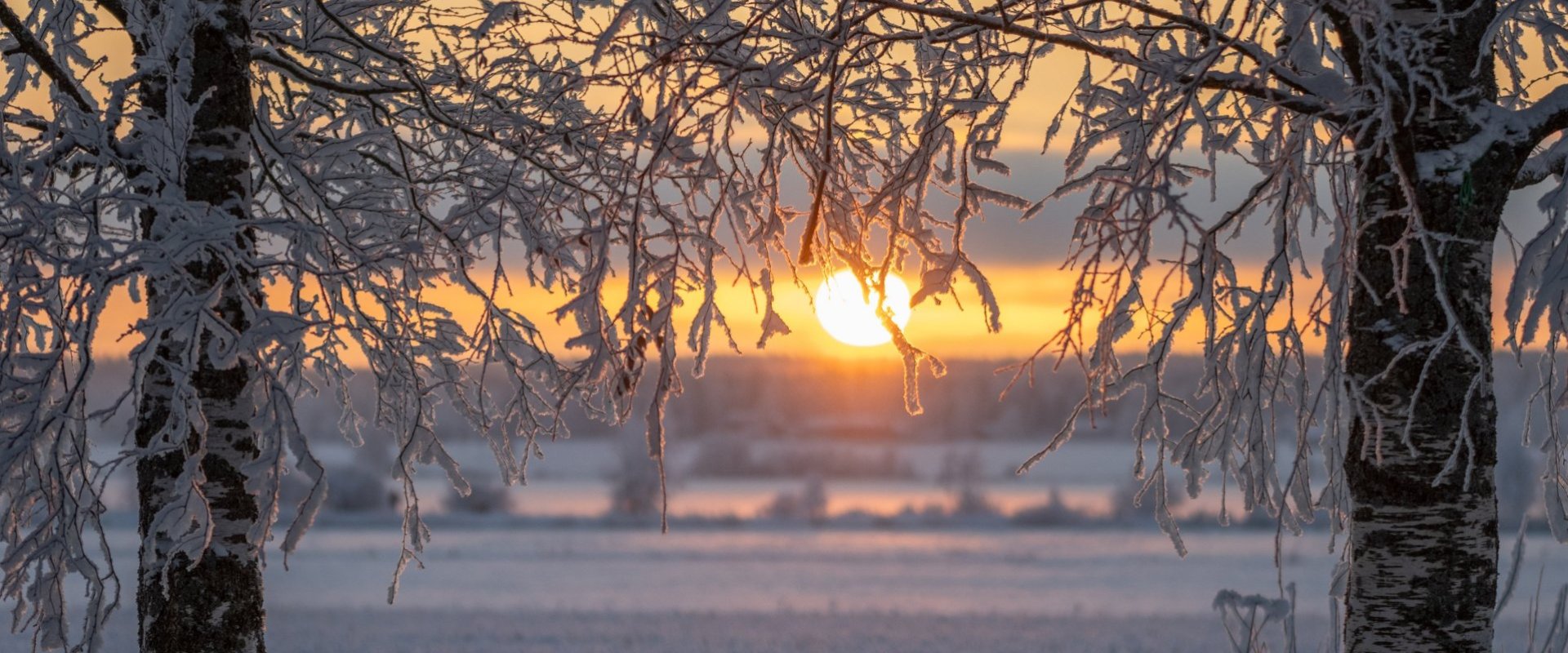 Pakkaspäivän koivut