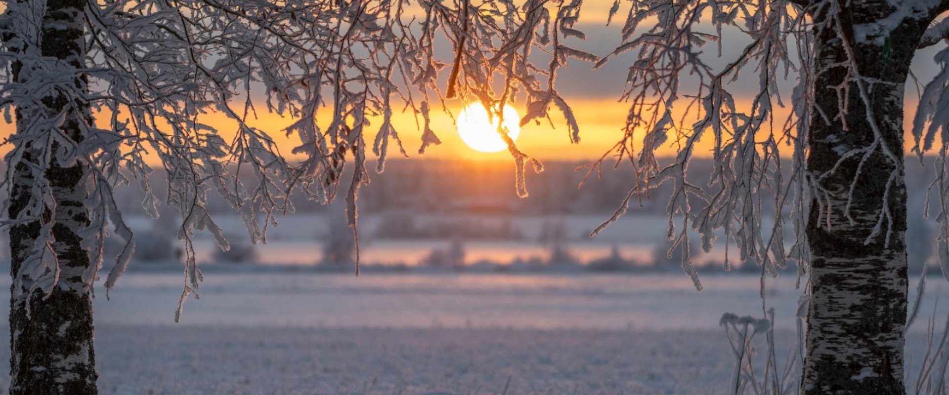 Pakkaspäivän koivut